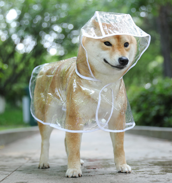 Capa de chuva para cachorro e gato